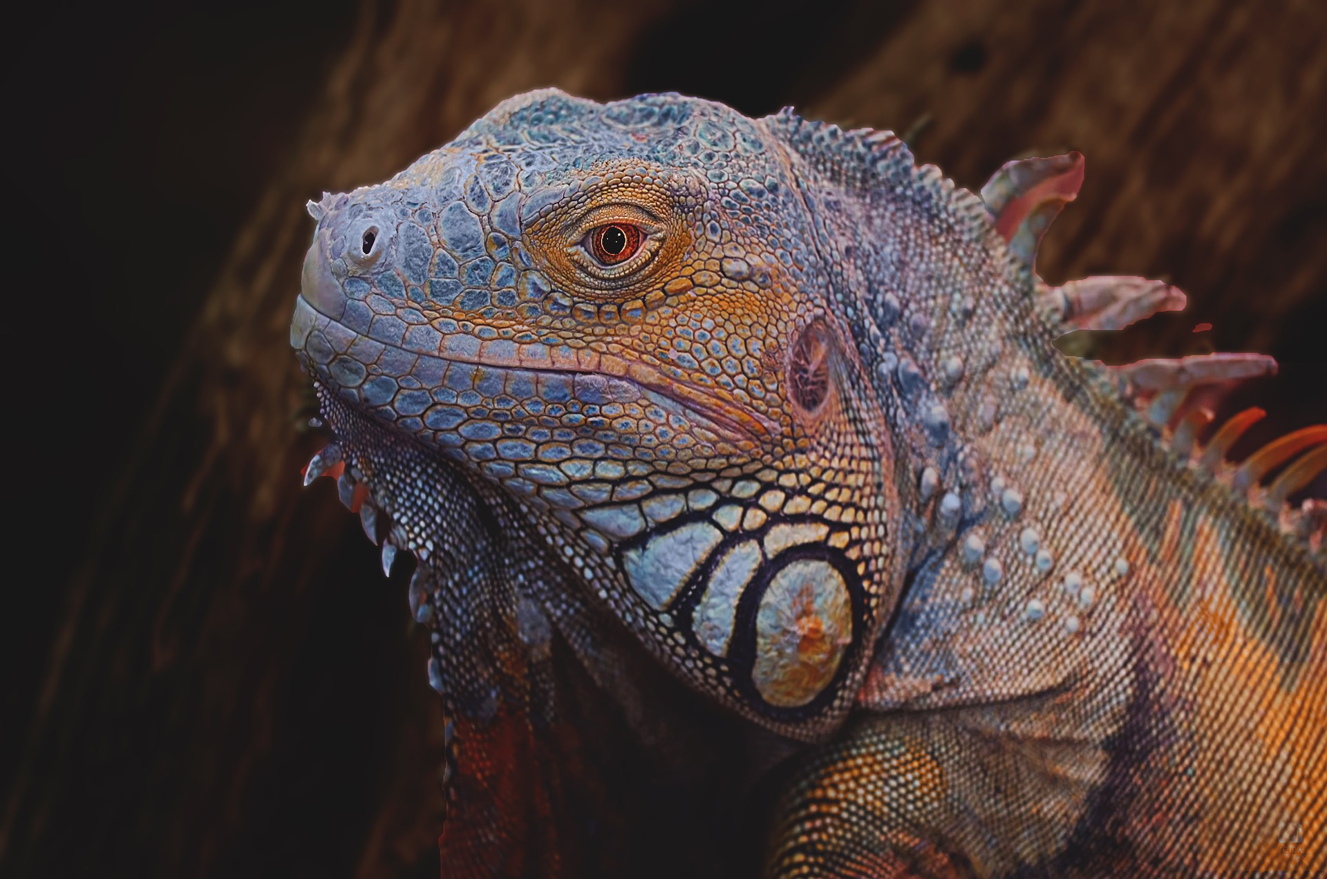 iguana